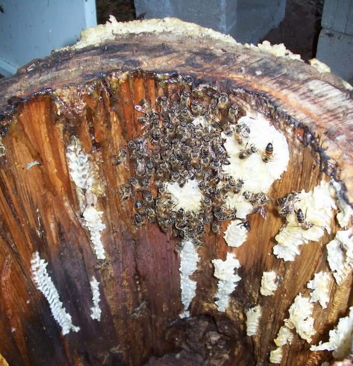 Wild honeybees building comb inside the original wooden hive